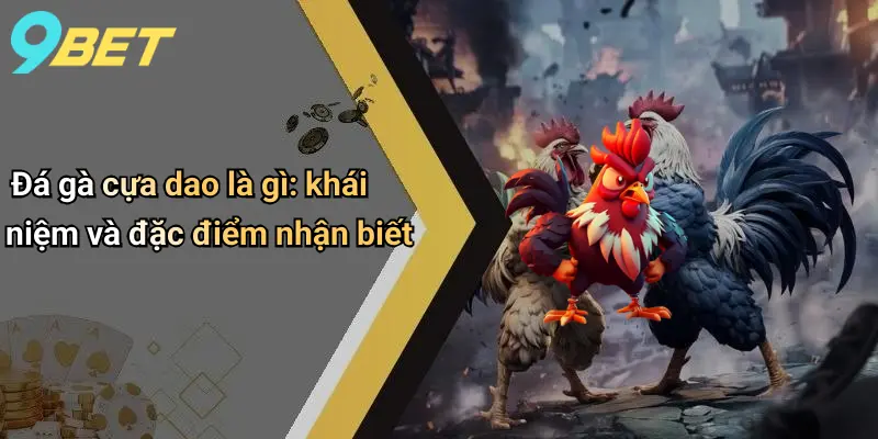 Đá gà cựa dao là gì: khái niệm và đặc điểm nhận biết